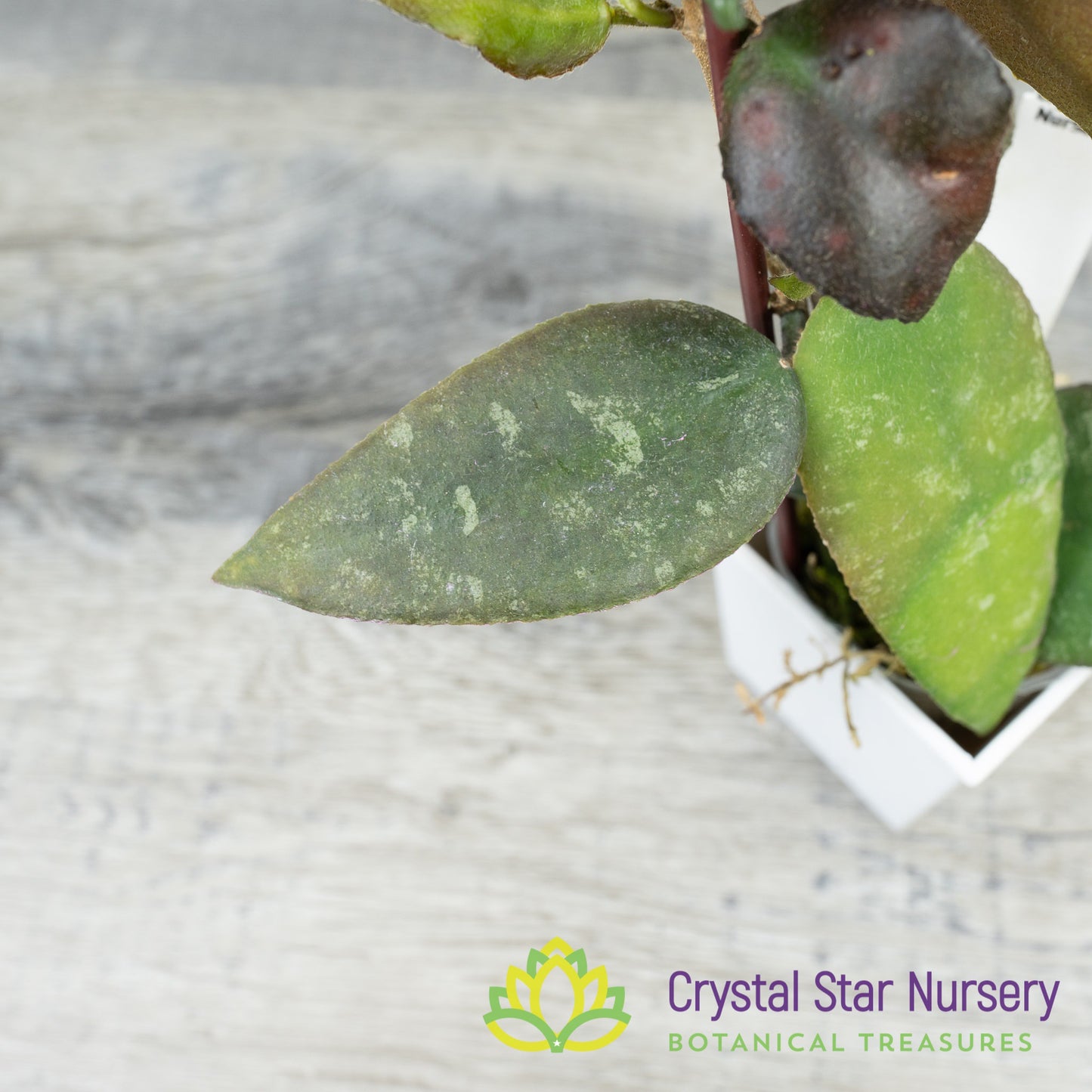 Hoya caudata 'Sumatra'