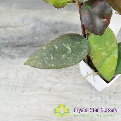 Hoya caudata 'Sumatra'