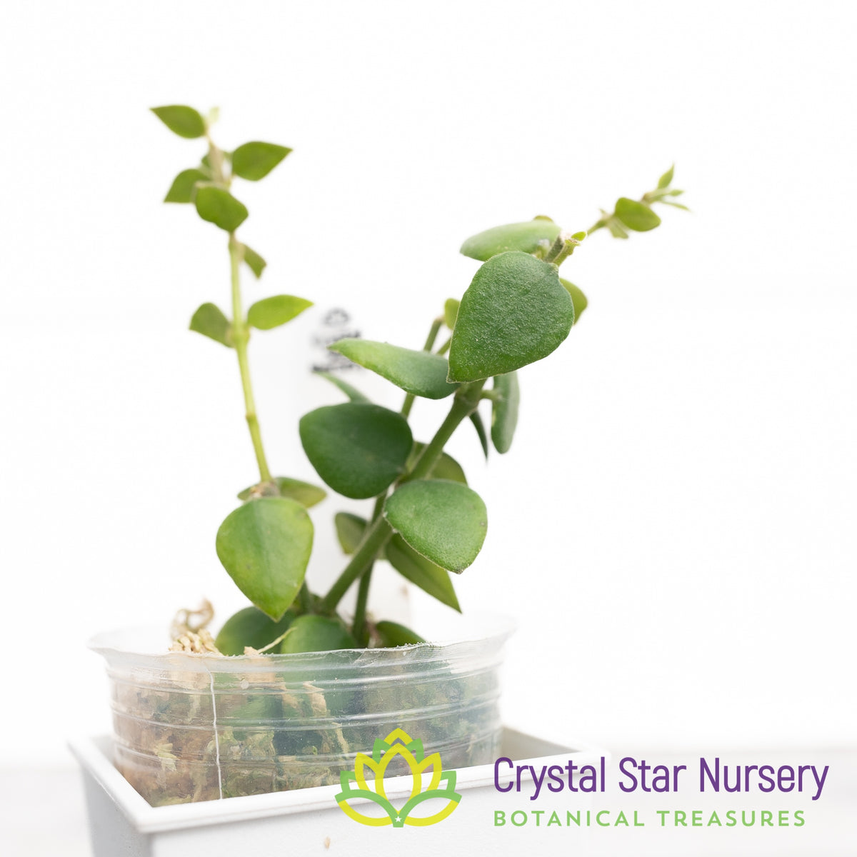 Hoya chinghungensis