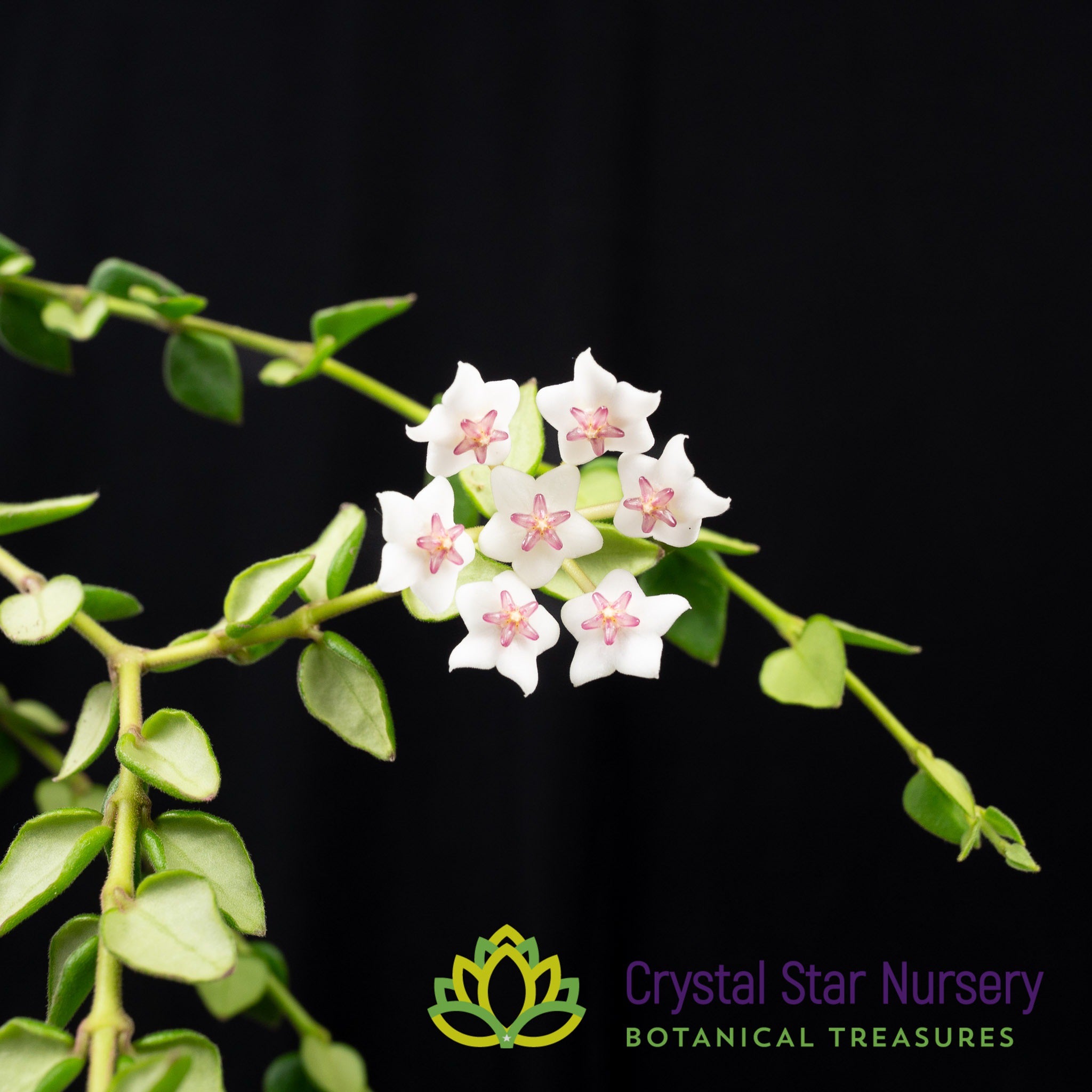 Hoya chinghungensis – Crystal Star Nursery