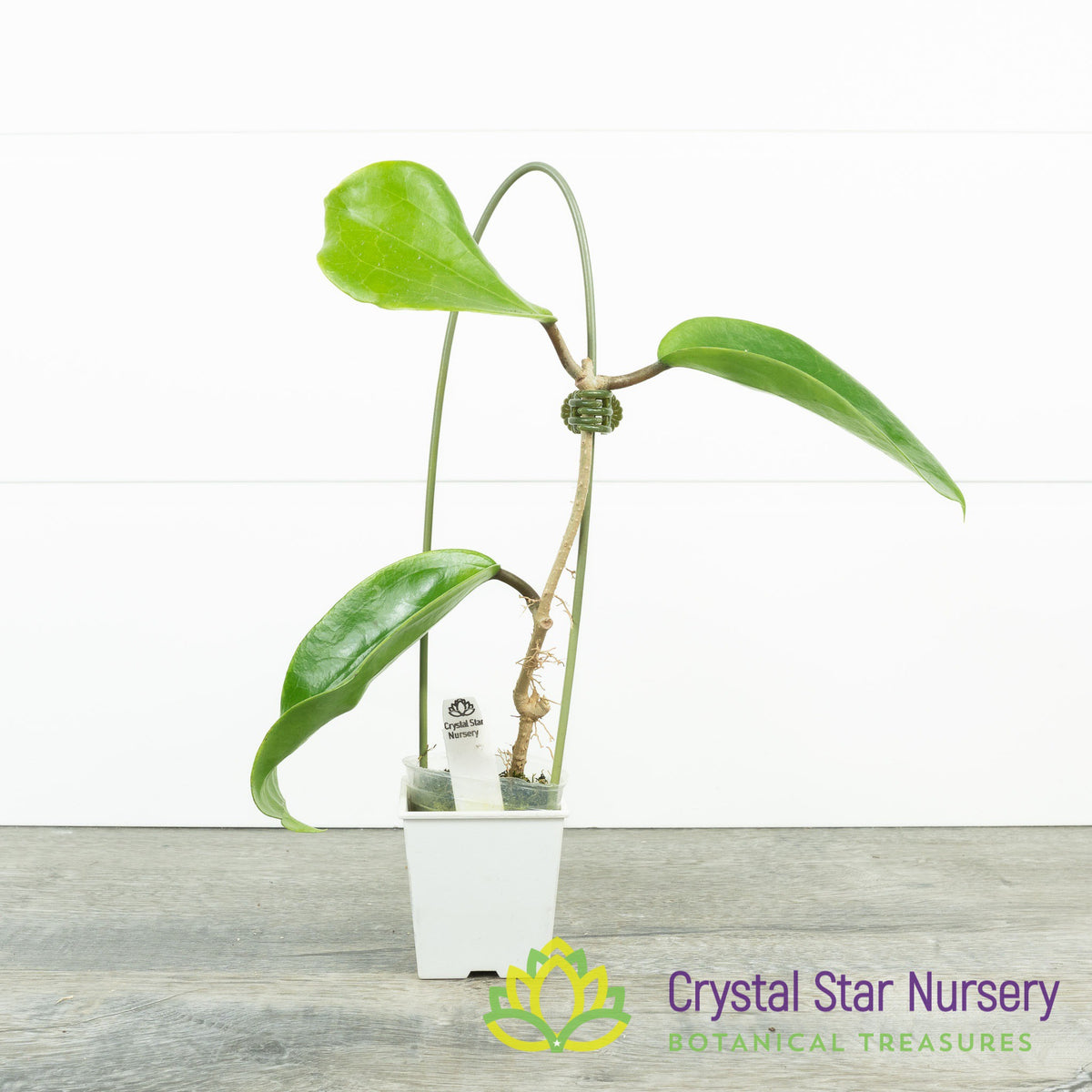 Hoya cinnamomifolia var purpureofusca