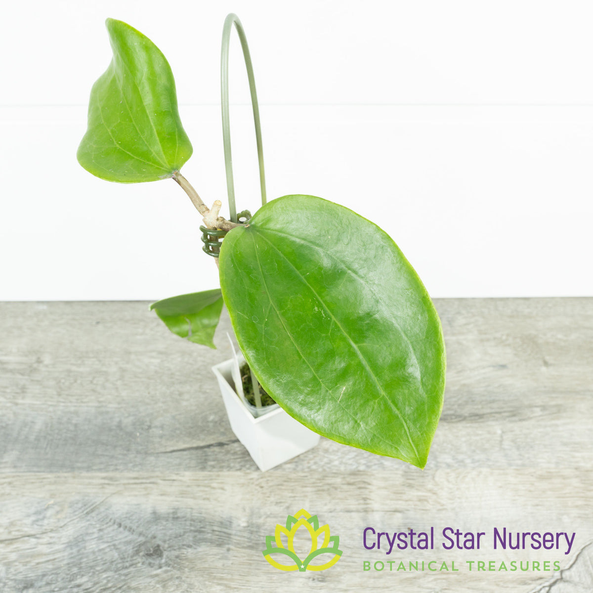 Hoya cinnamomifolia var purpureofusca