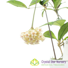Hoya crassipetiolata (splash)
