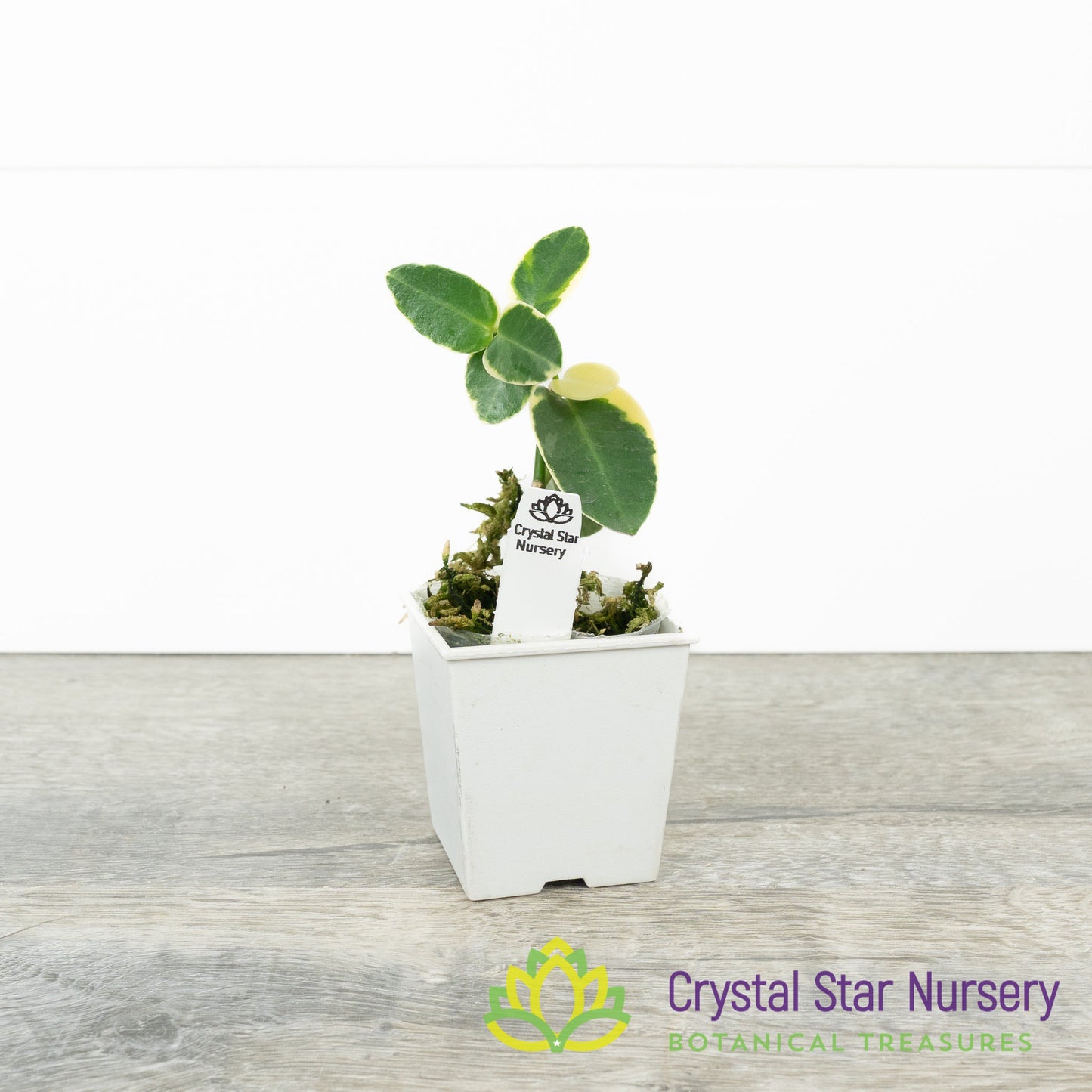 Hoya cumingiana (outer variegated)