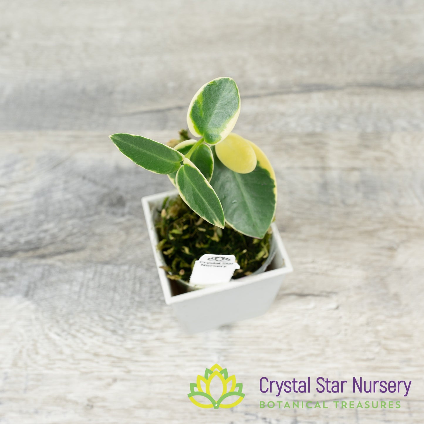 Hoya cumingiana (outer variegated)