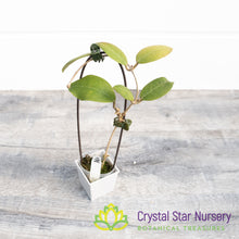 Hoya cv. Patricia