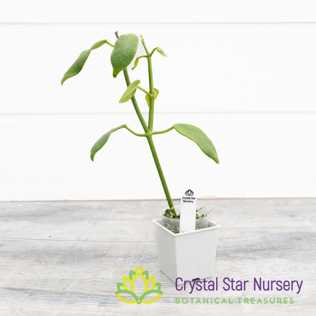 Hoya cv Gold Star