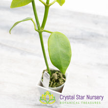 Hoya cv Gold Star