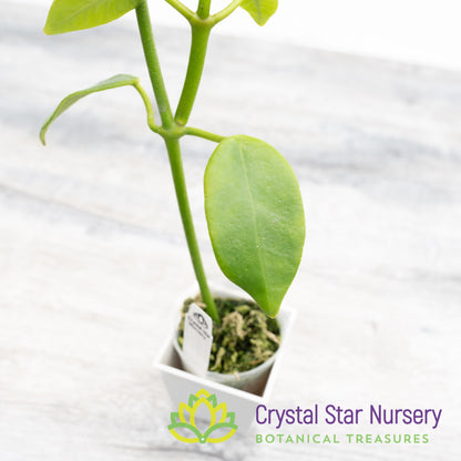 Hoya cv Gold Star