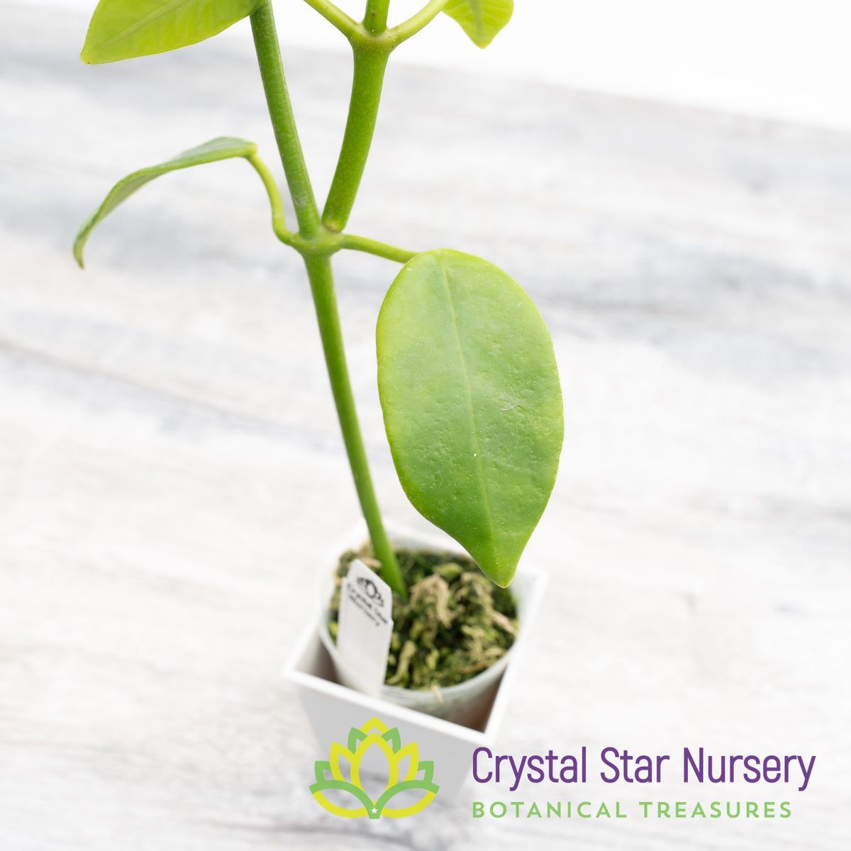 Hoya cv Gold Star