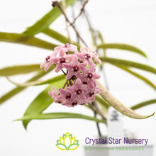Hoya 'Minibelle'