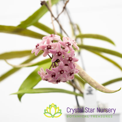 Hoya 'Minibelle'