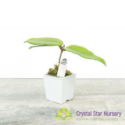 Hoya dasyantha