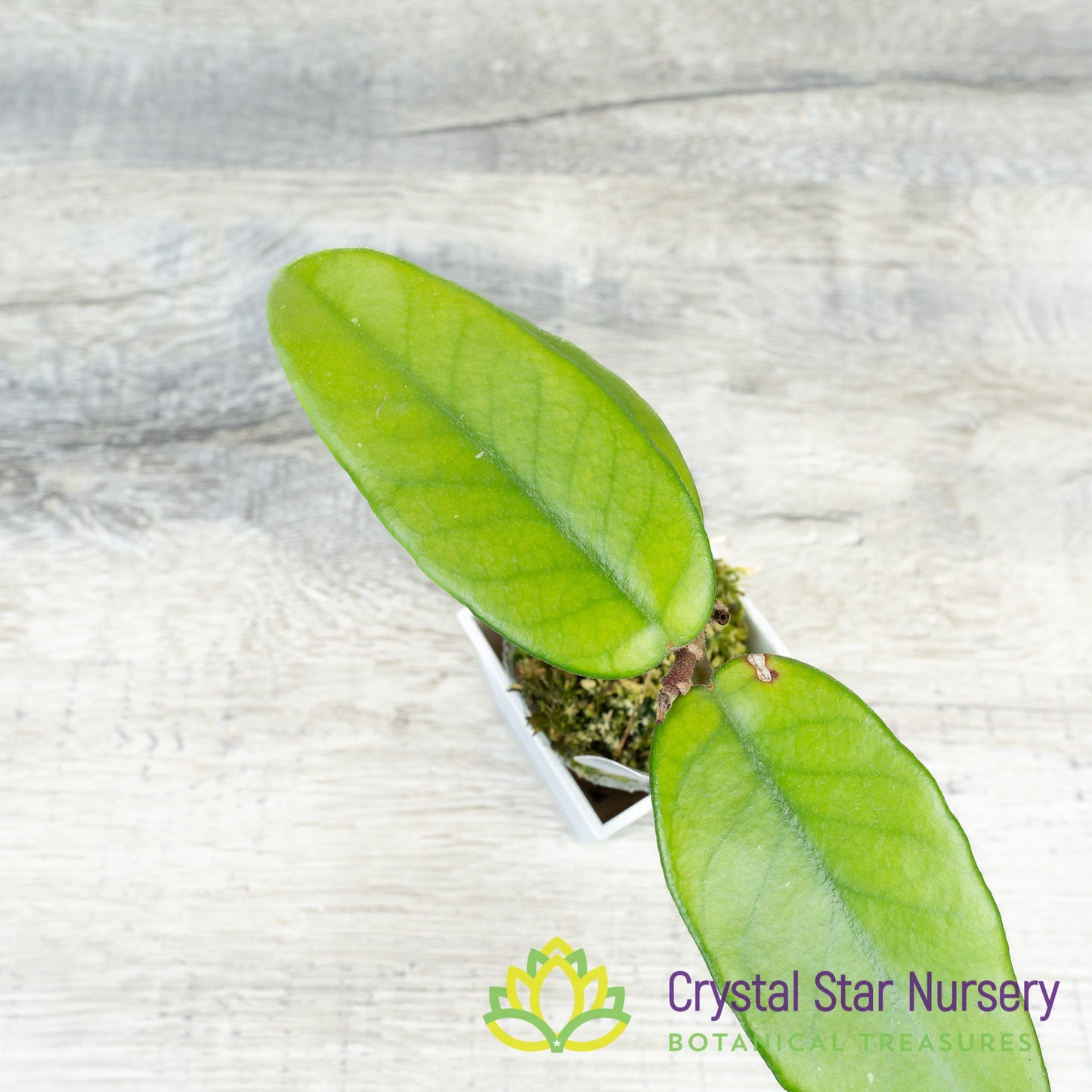 Hoya dasyantha