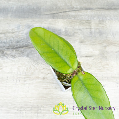 Hoya dasyantha