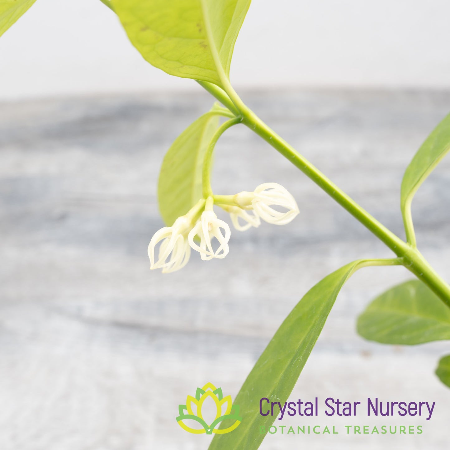 Hoya decipulae
