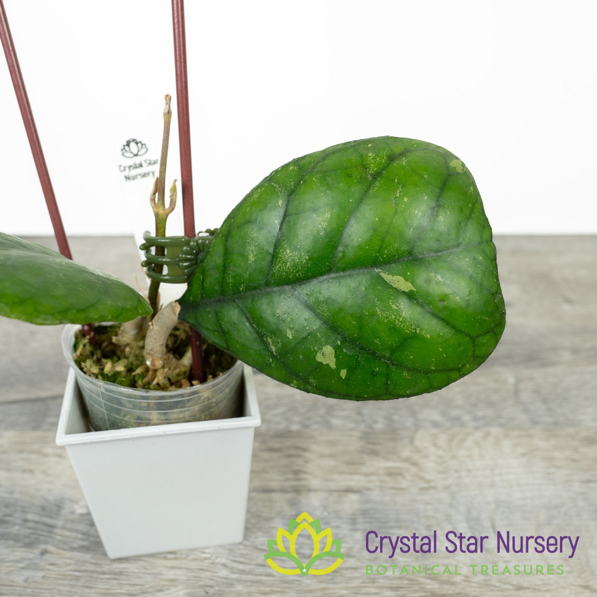 Hoya deykeae