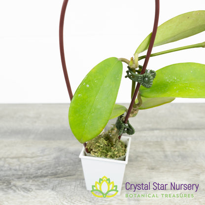 Hoya diversifolia