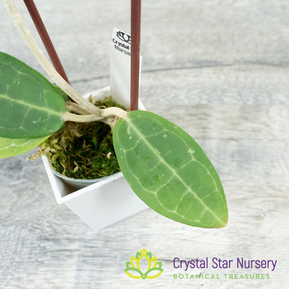 Hoya elliptica
