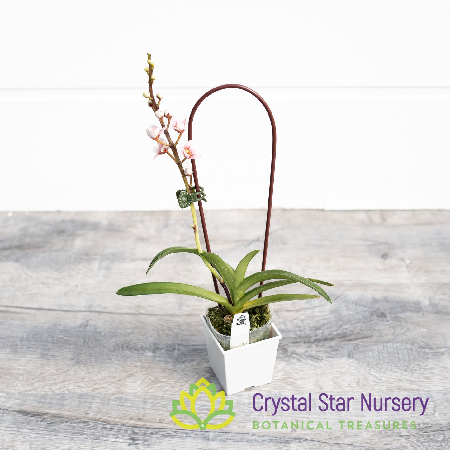 Sarcochilus Bunyip 'Pale Pink' x (Kulnura Ripple x Bunyip 'Rusty Pink') (168)