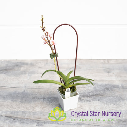 Sarcochilus Bunyip 'Pale Pink' x (Kulnura Ripple x Bunyip 'Rusty Pink') (168)