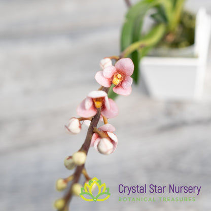 Sarcochilus Bunyip 'Pale Pink' x (Kulnura Ripple x Bunyip 'Rusty Pink') (168)