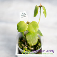 Hoya endauensis