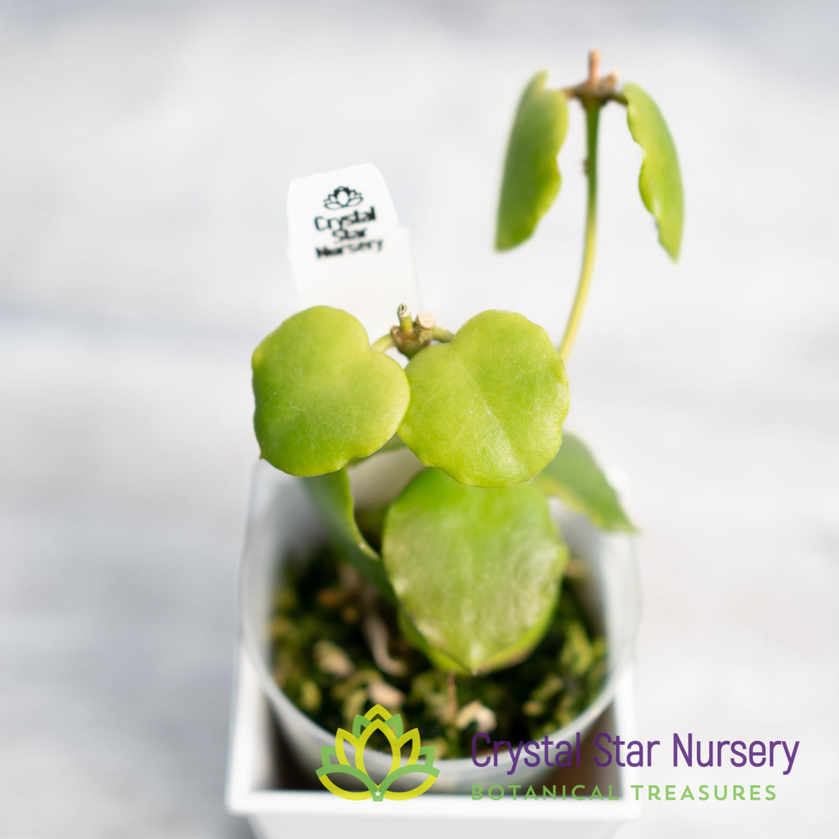 Hoya endauensis
