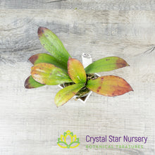 Hoya erythrina