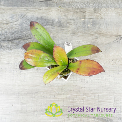 Hoya erythrina