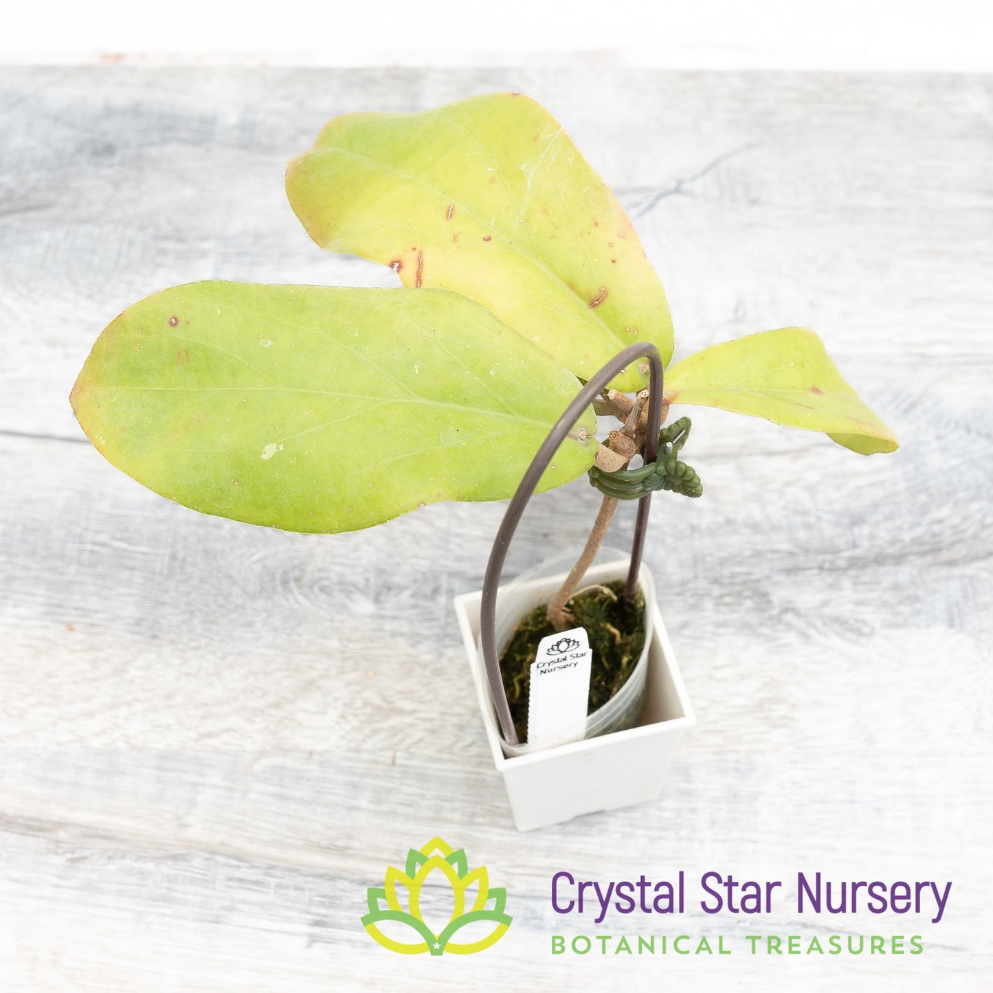Hoya erythrina 'Nara'