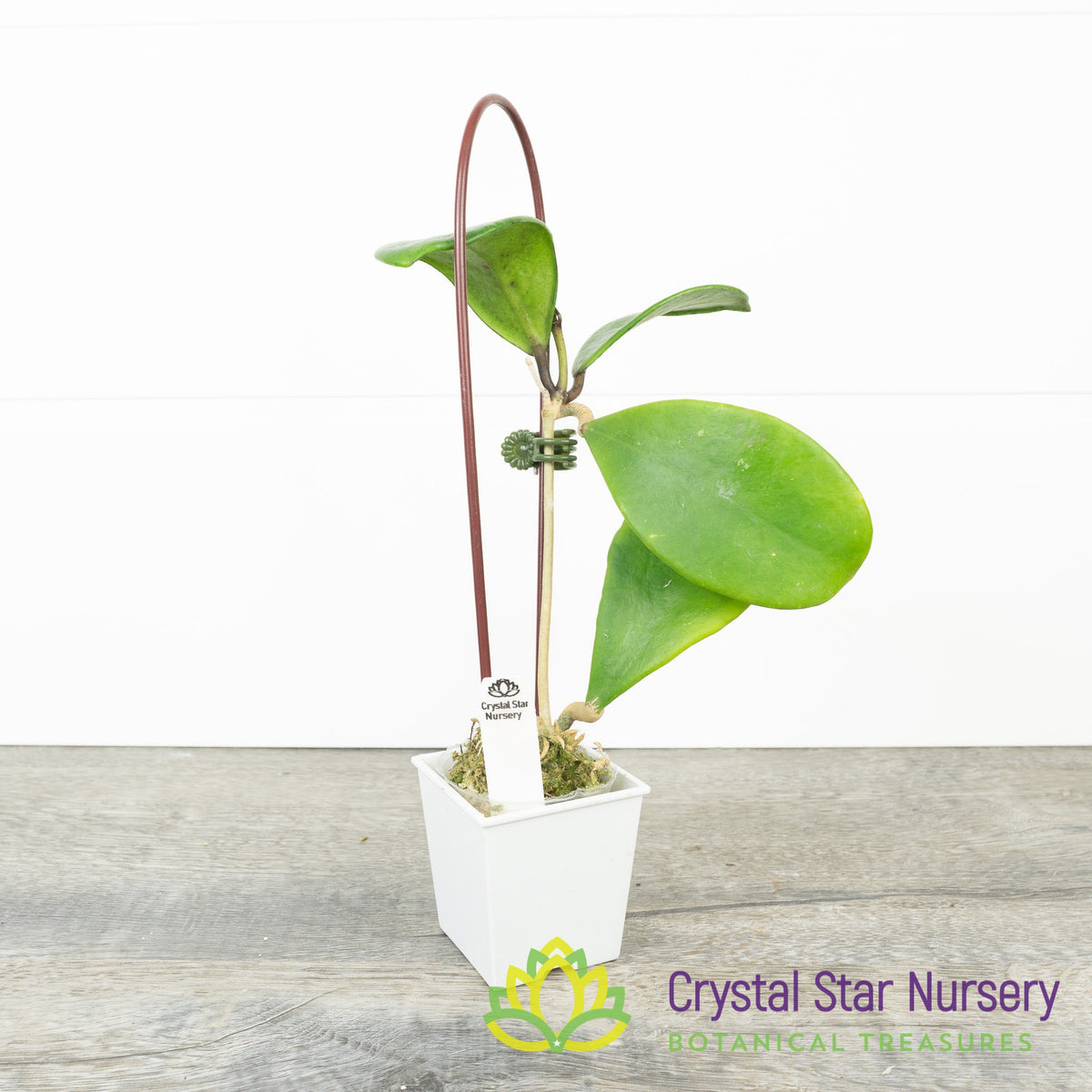 Hoya excavata