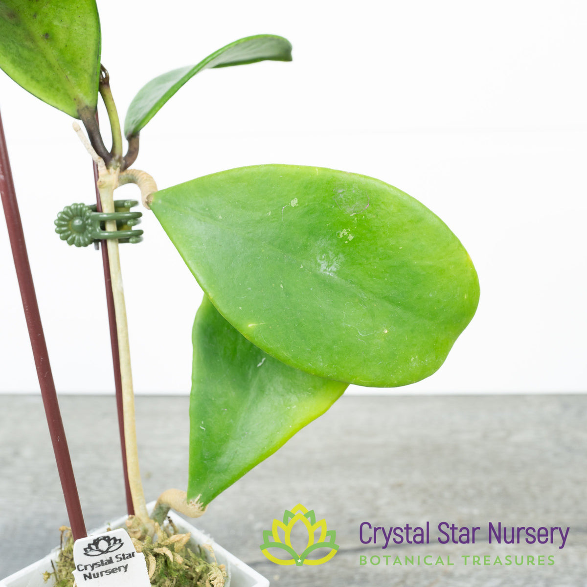 Hoya excavata