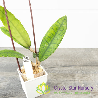 Hoya finlaysonii (long leaf)