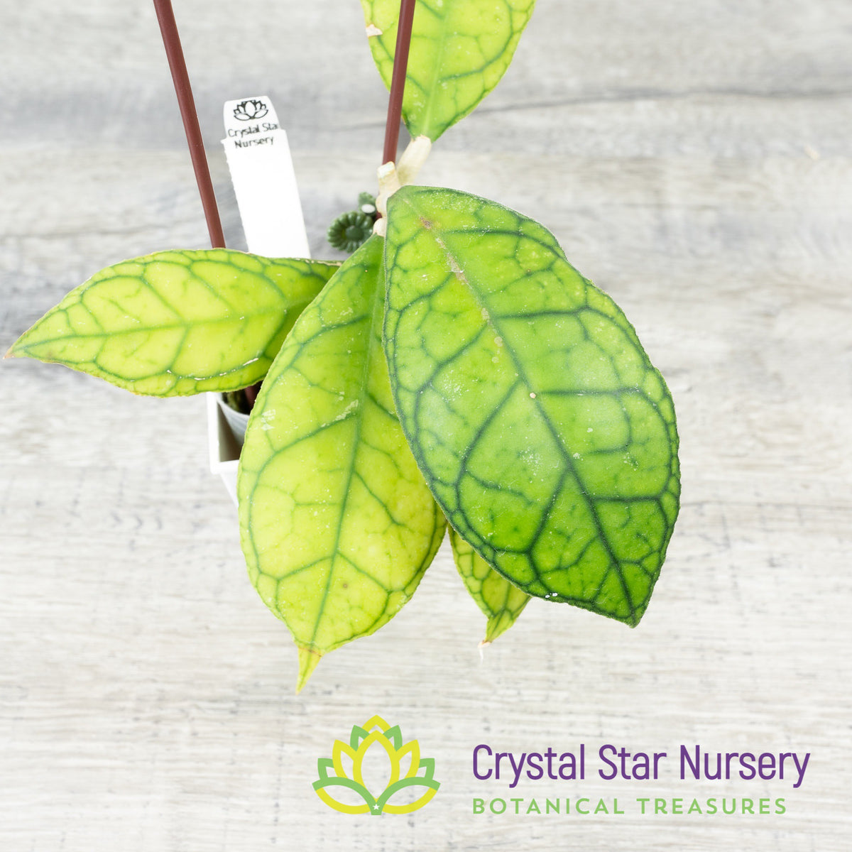 Hoya finlaysonii (ripple leaf)