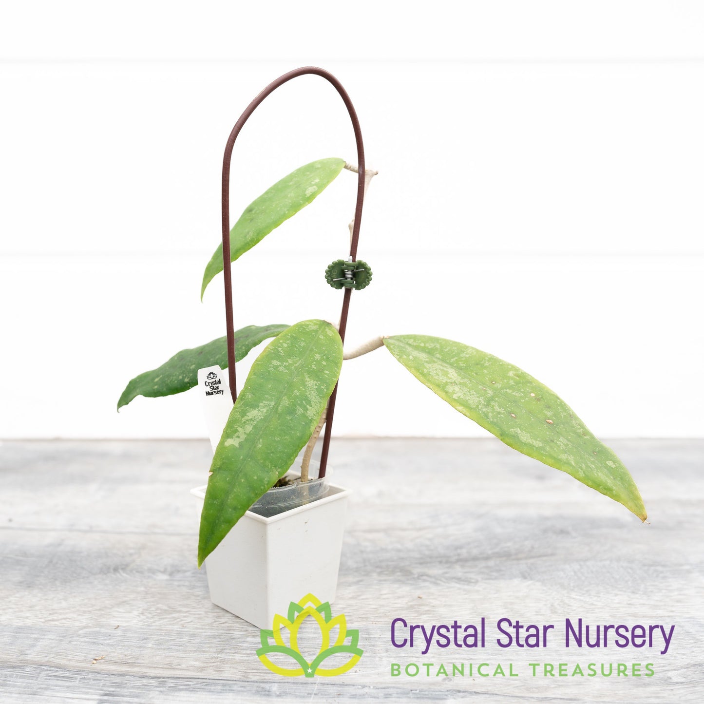Hoya finlaysonii (splash)