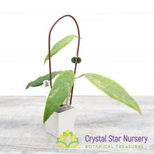 Hoya finlaysonii (splash)