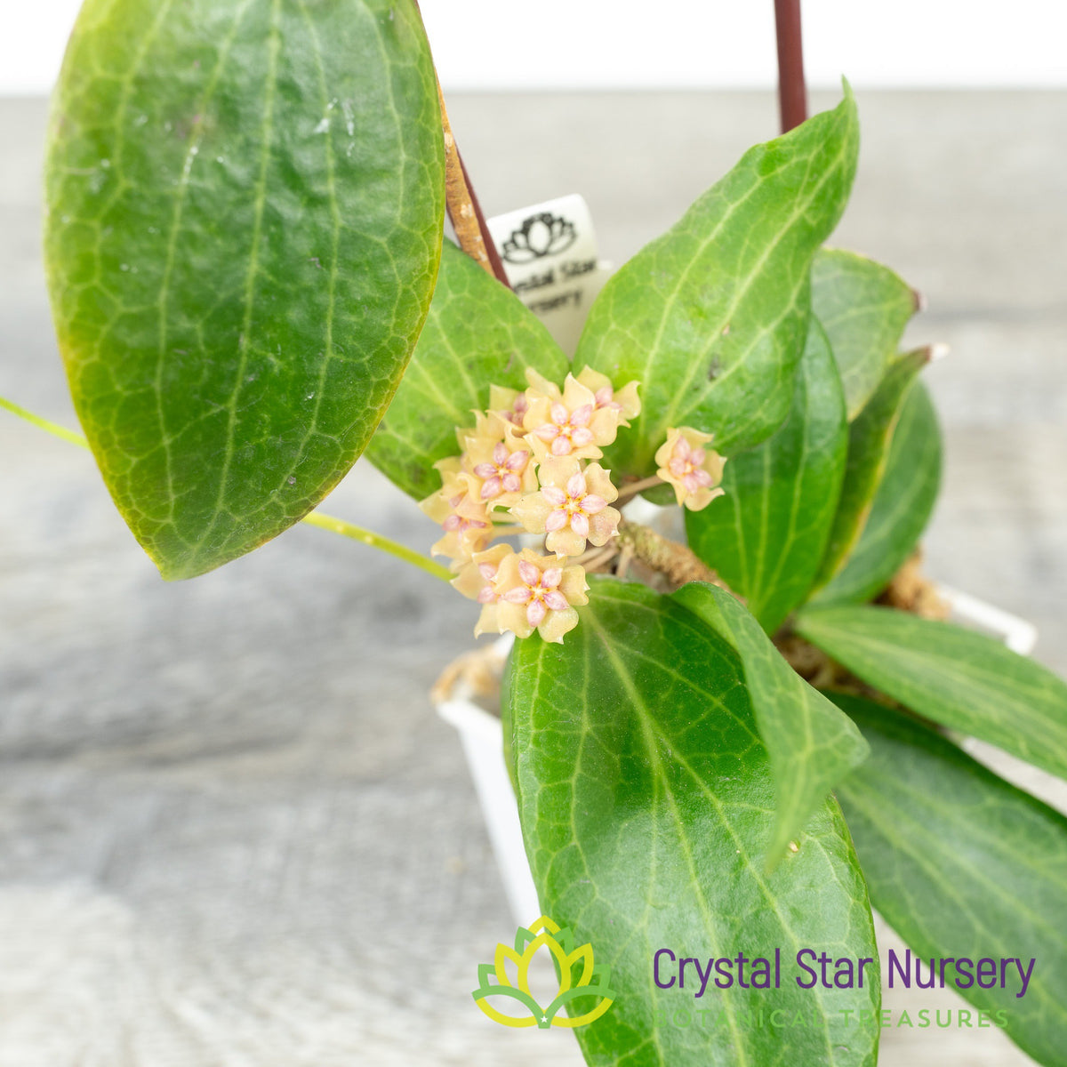 Hoya fitchii