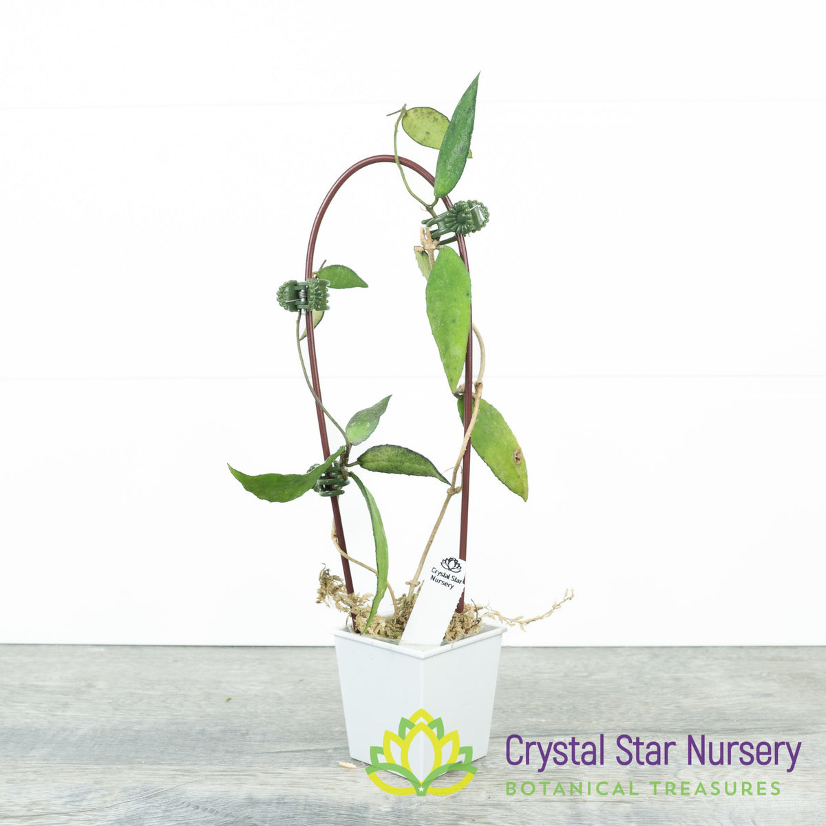 Hoya flagellata (Gold)