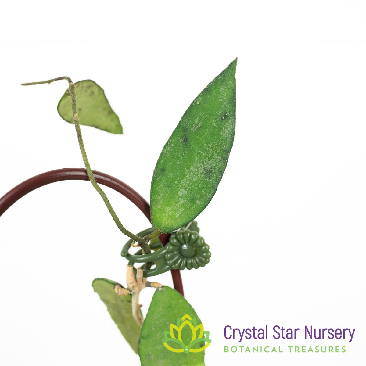 Hoya flagellata (Gold)
