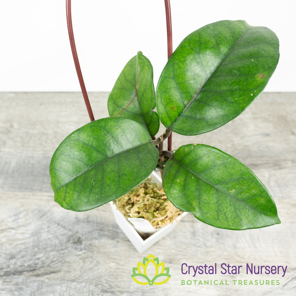Hoya fungii
