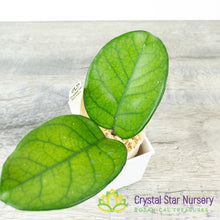 Hoya fungii