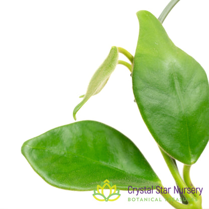 Hoya gigas