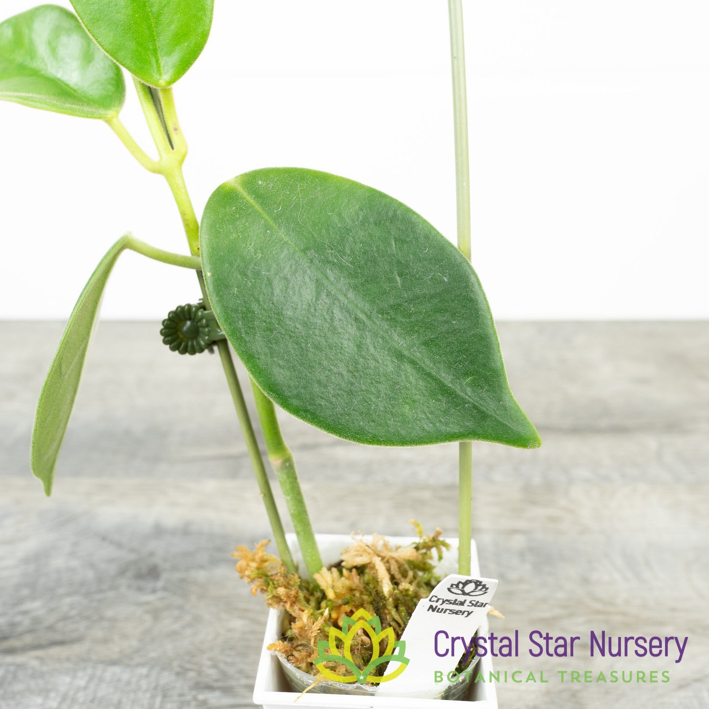 Hoya gigas