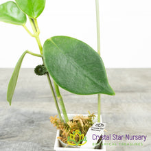 Hoya gigas