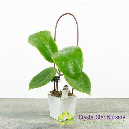 Hoya glabra