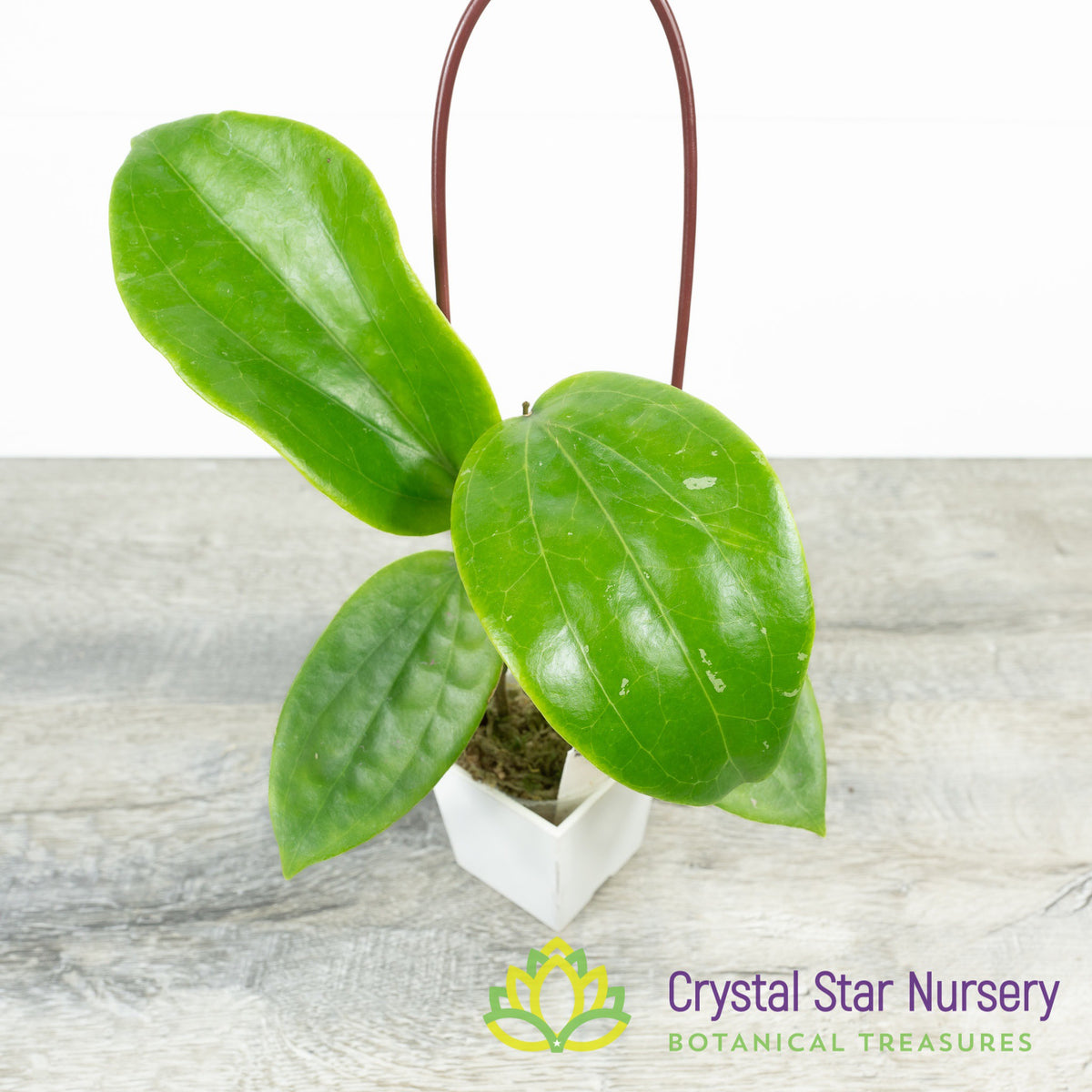 Hoya glabra
