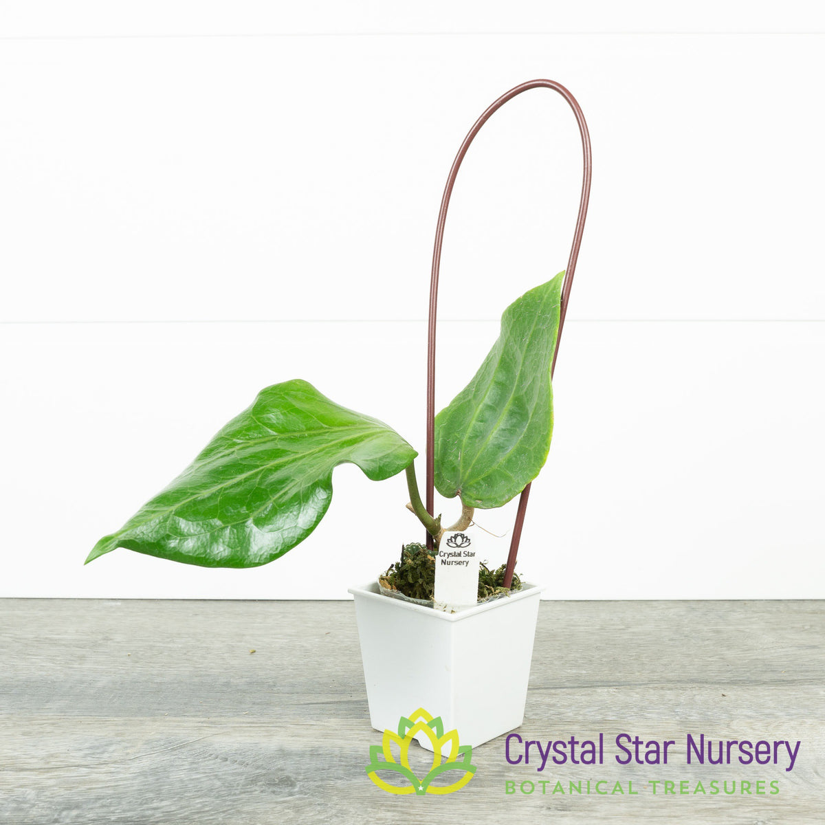 Hoya glabra (pink)