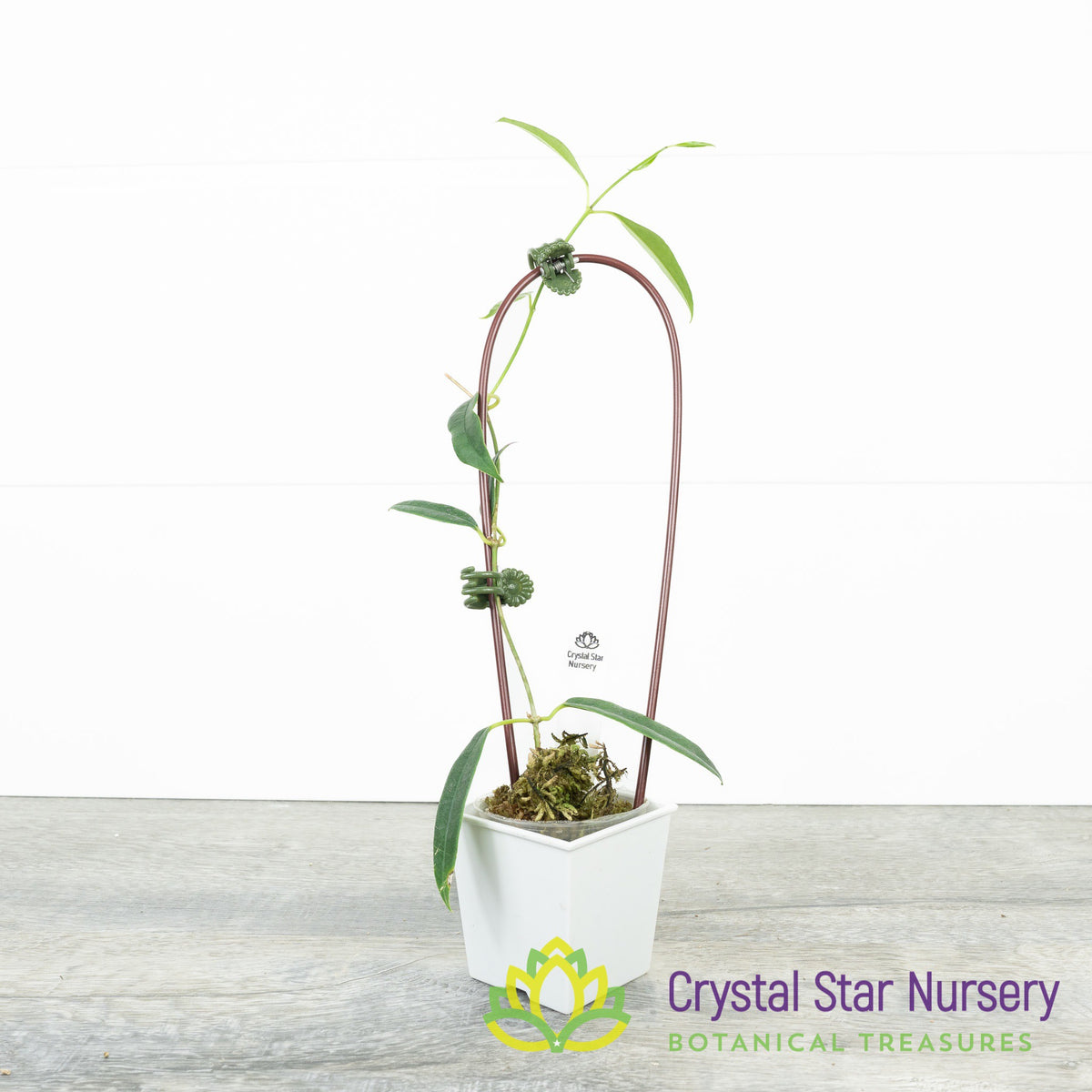Hoya greenii