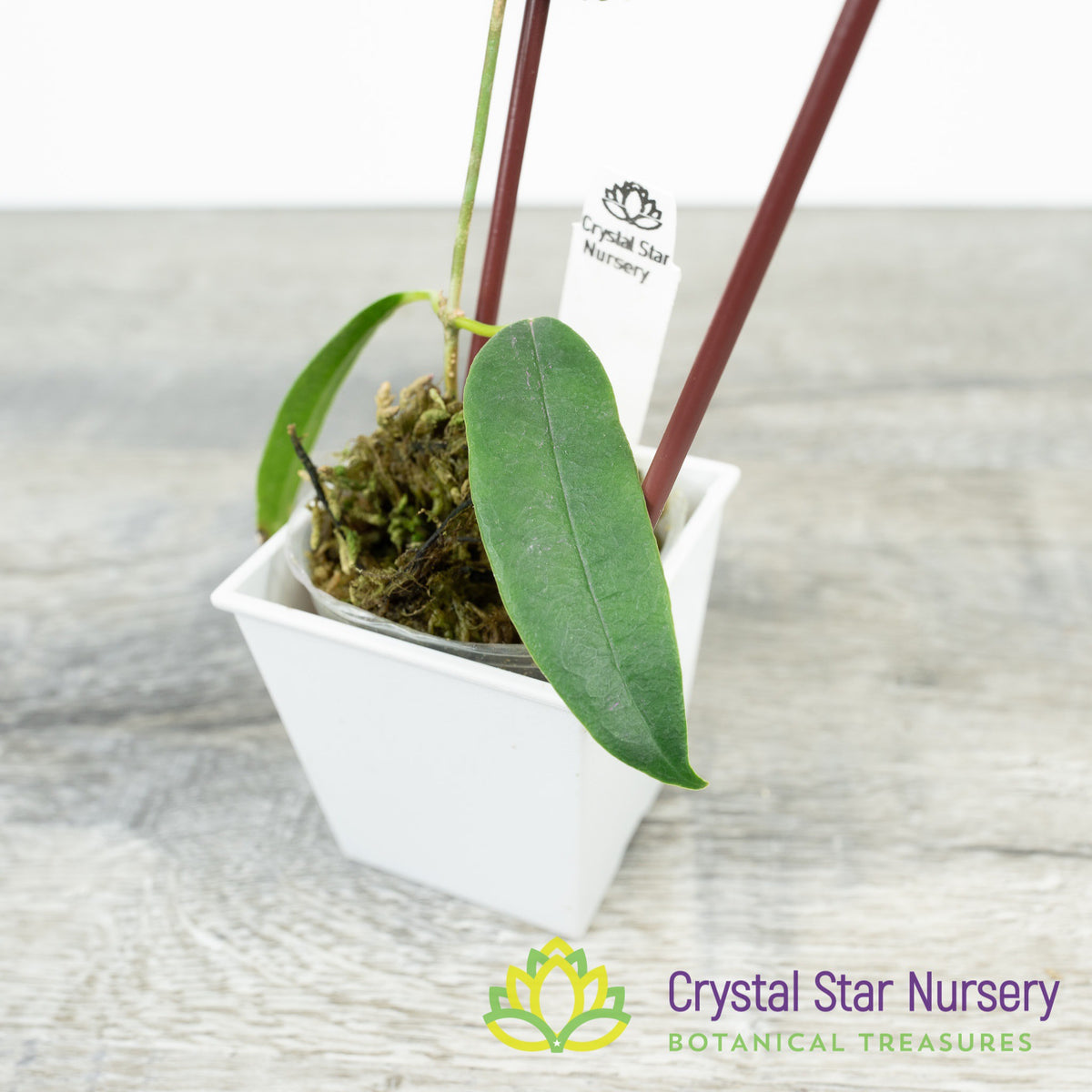 Hoya greenii